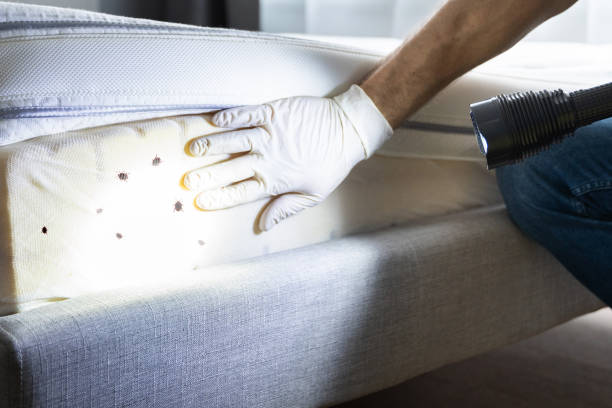 Best Emergency Pest Control  in Waldo, AR